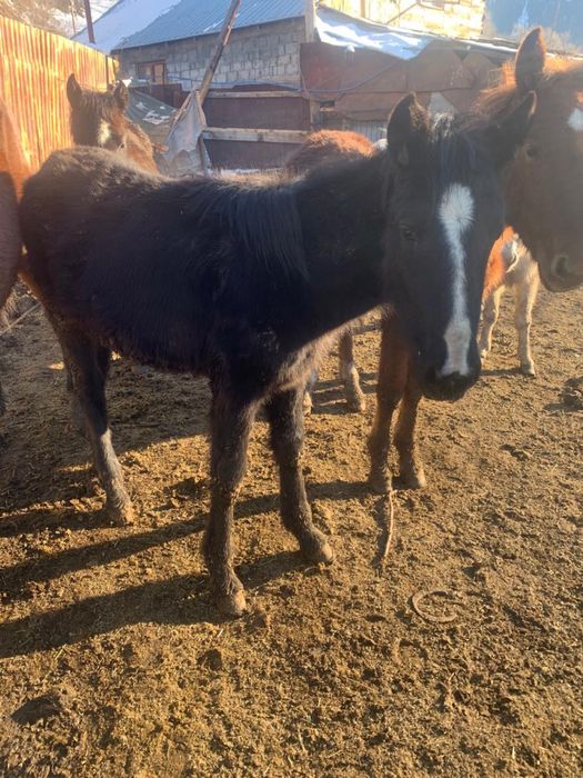 Жеребята разные