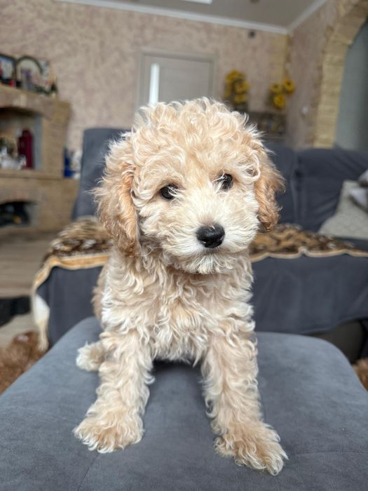 Щенки Той пудель