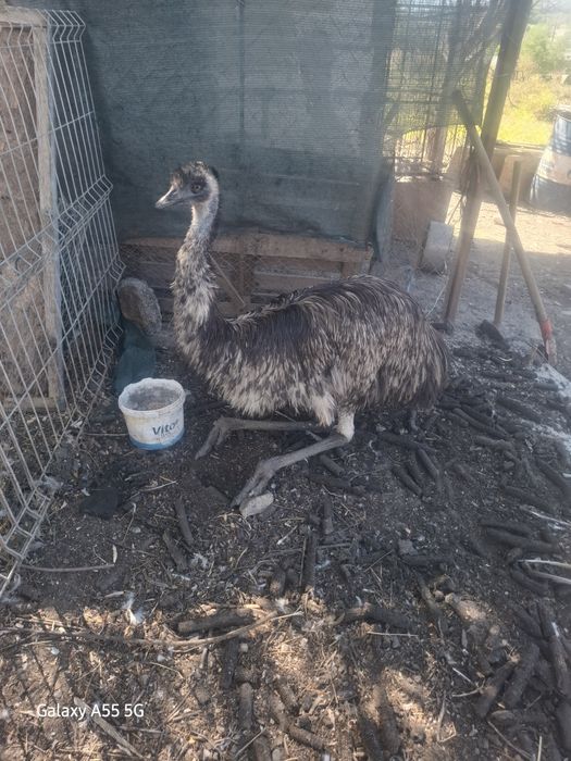 Vand mascul emu in varsta de 2 ani