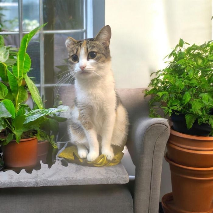 Кошечка в добрые руки