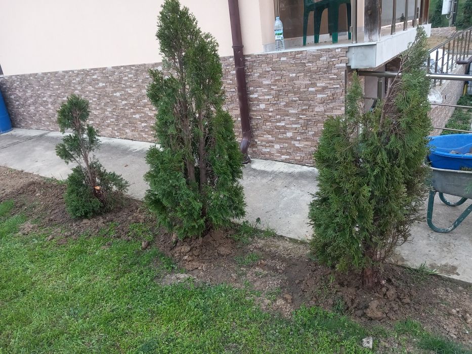 Туя Смарагд от 150 до 210см