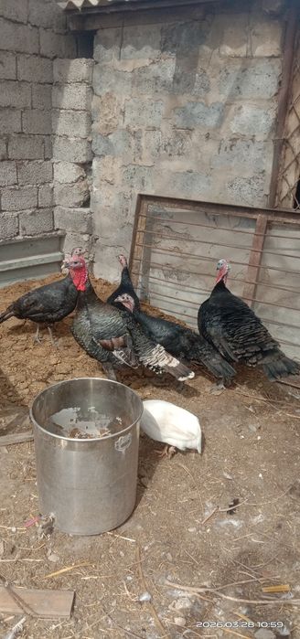 Индюки. Куркетауык.