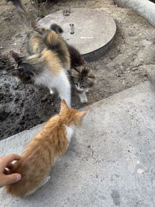 Мушук болалари текин