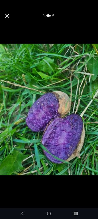 De vânzare cartofi mov purple mayesti