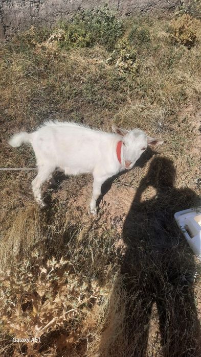 Орыс ешкінің лағы