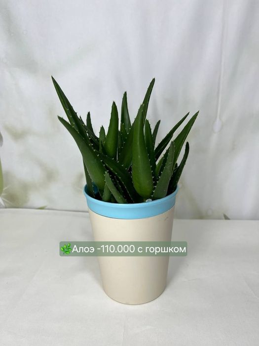 Калатеи, антуриумы и др