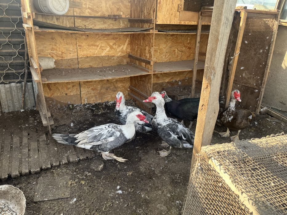 Шипуны (индоутки )