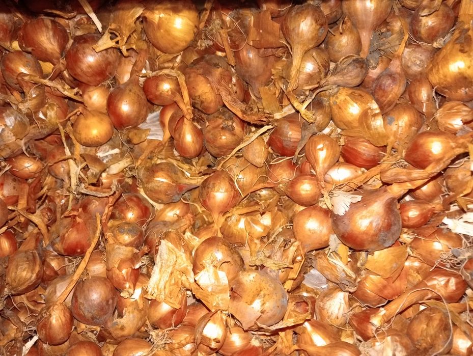 Продам лук семейный 650 тг