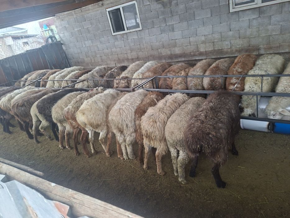 Продаётся бараны токтушки