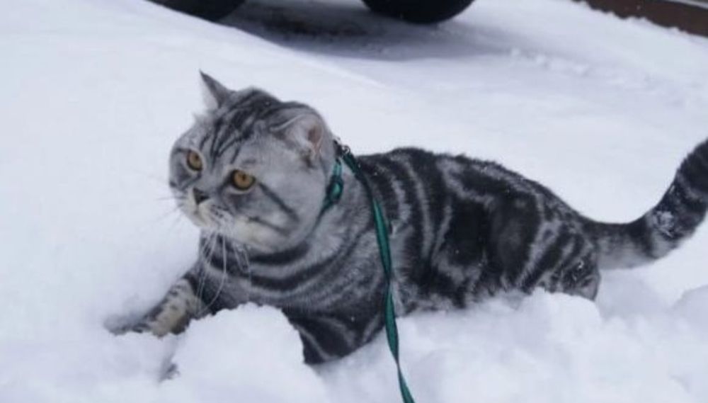 Кот шотландец на вязку