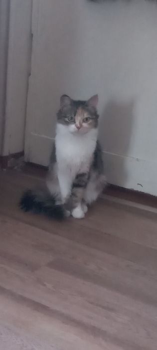 Подарю  кошечку. г.Рудный.