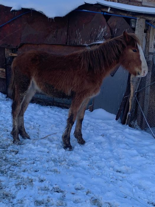 Жеребята полгодовалый