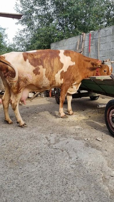 vaca de lapte  bălțată și buna de lapte