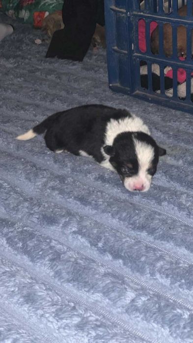Dau spre adoptie 3 pui de animale