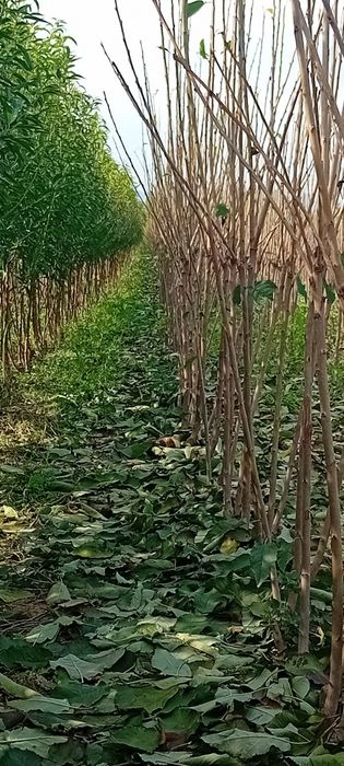 Puieți de nuc de vânzare