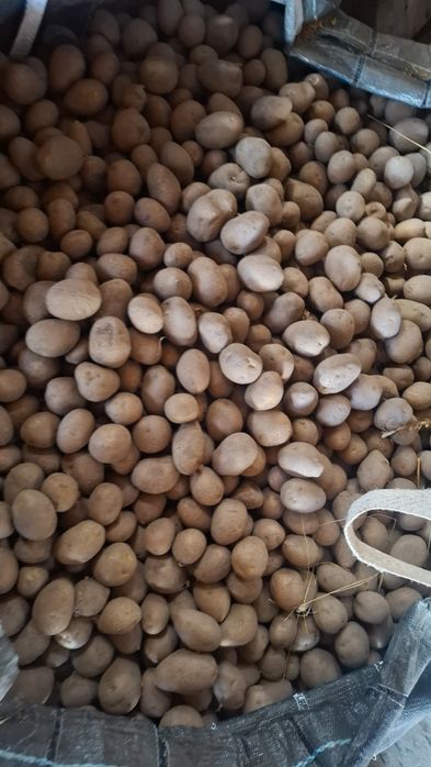 Cartofi de sămânță Arizona, Bellarosa,  clasa B