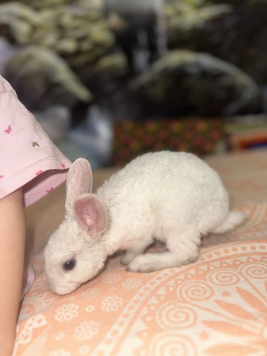 Кролик декоративный с большой клеткой