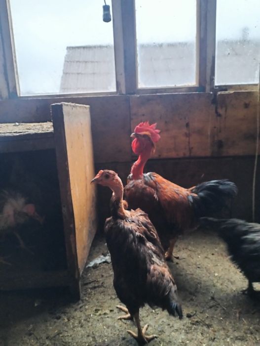 Срочно продам молодых петушков