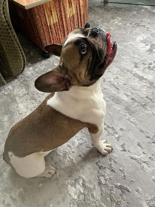 Вязка Французский бульдог