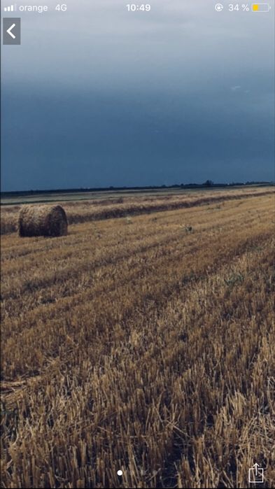 Vand paie de grâu