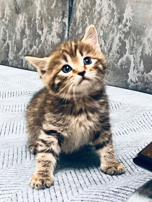 Котята домашние,ласковые