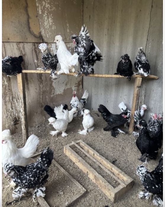 Инкубационные яица японских курочек