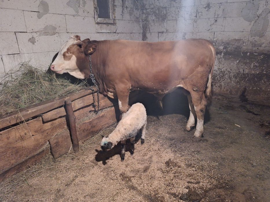 Vând taur de monta sau abator