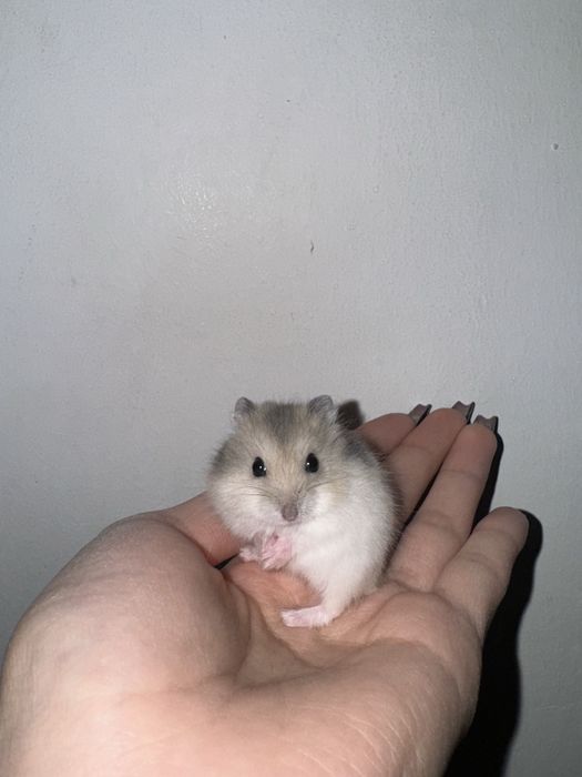 Хомяк джунгарский