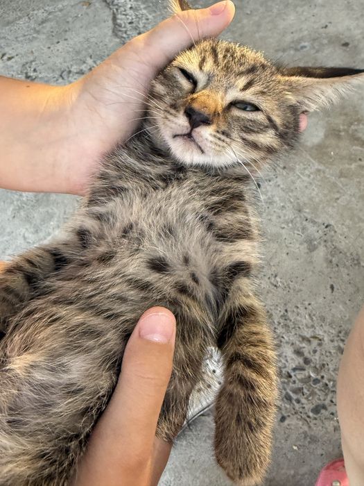 Котята Бенгалы полукровки