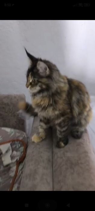 Кошечка  Мейнкун