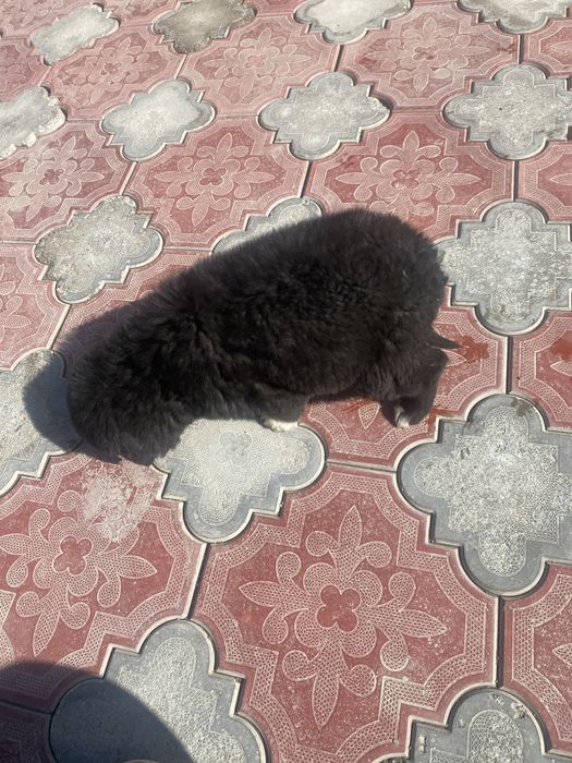 Күшік сатыладыыы