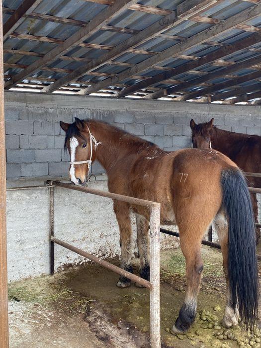 Продам жирную лошадь