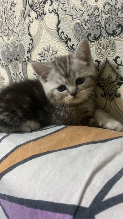 Шотландские скоттиш фолд