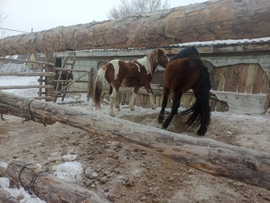 Продам двух лошадей кунаны 3-х летки