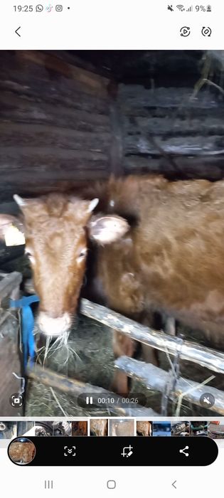 Продам телку 10 месяцев