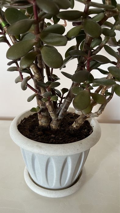 Цветок толстянка (дубок)