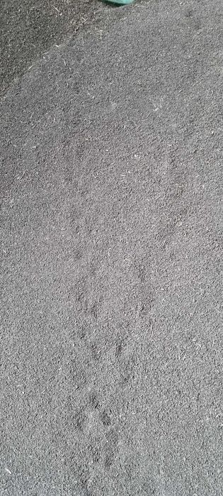 Биогумус Колифорниский черви