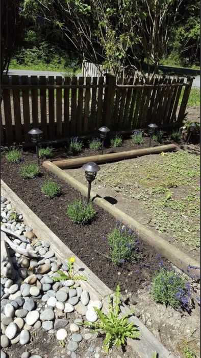 Лавандула разсад за декорация