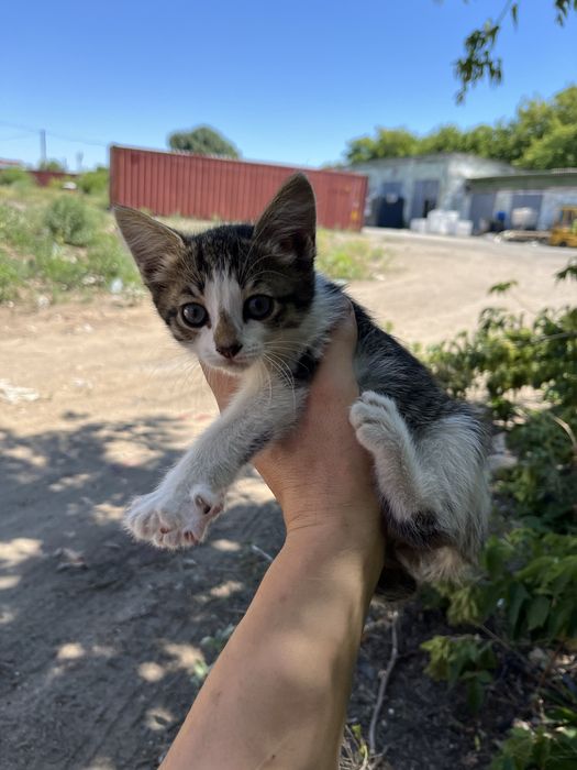 Отдам котенка в хорошие руки