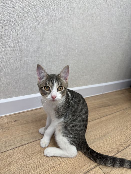 Котенок мальчик, игривый, отдам в добрые руки