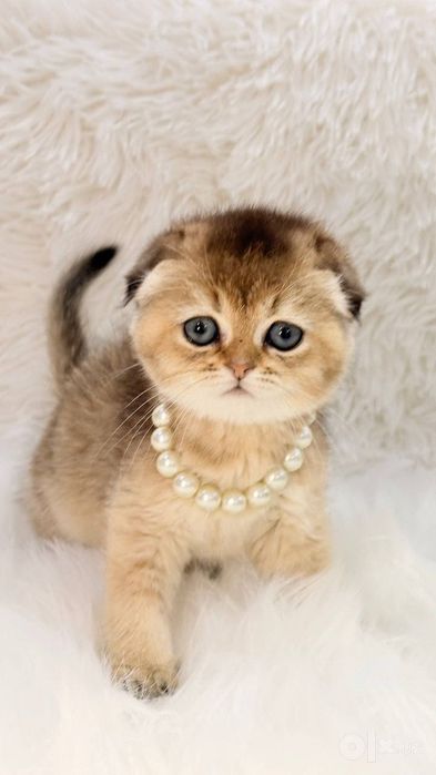 Продам котят золотая шиншилла