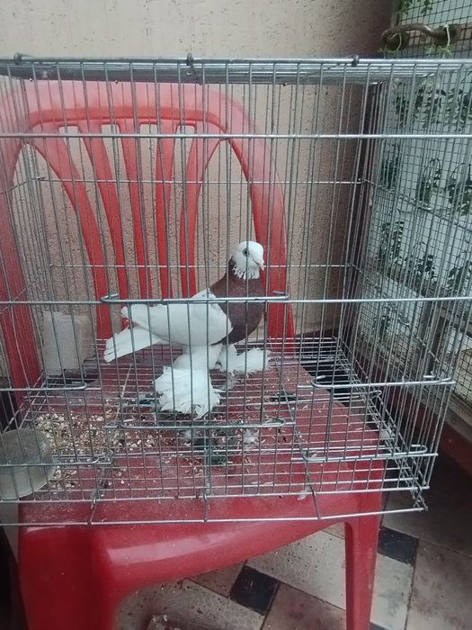 Kaptar sotiladi soglom