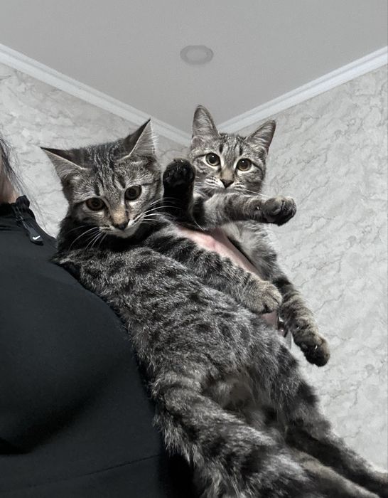 Отдам в добрые руки