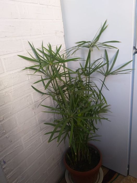 Цеперус зонтичный