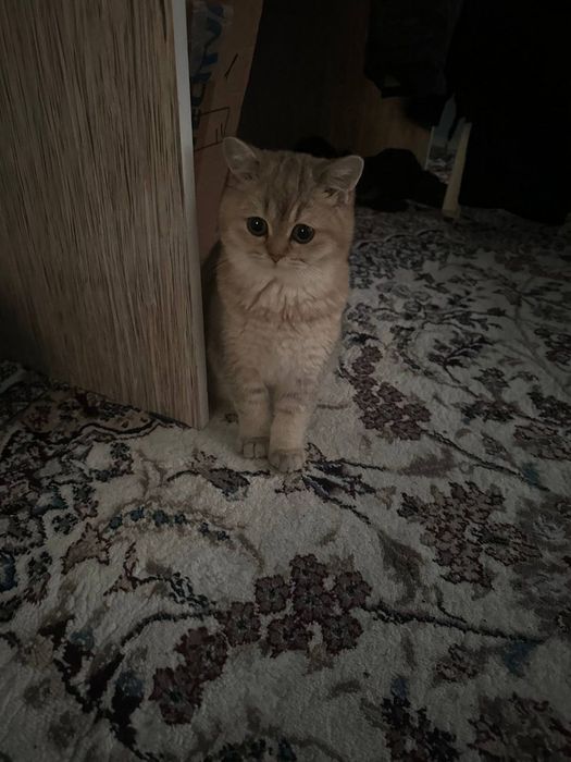 Золотая шиншиллы