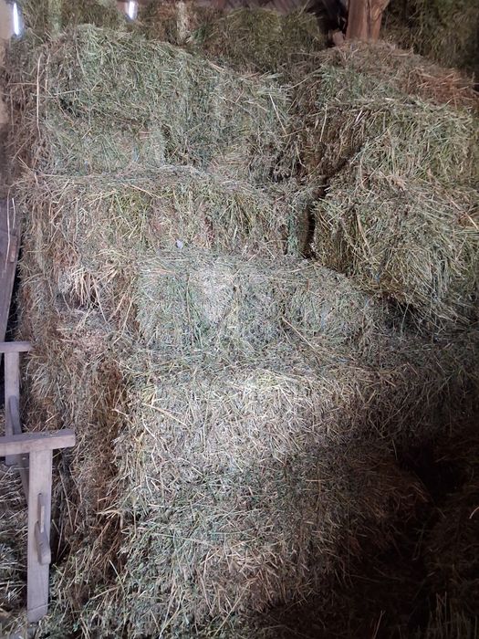 Vând baloti lucerna