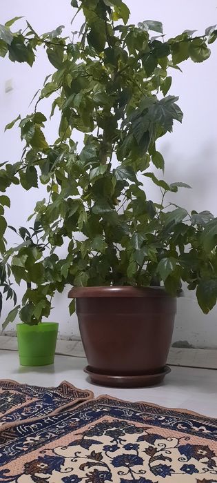 Продаётся китайская роза..