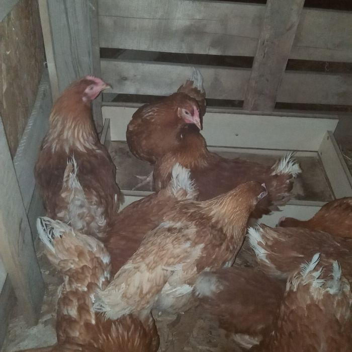 Куры несушки Ломан браун