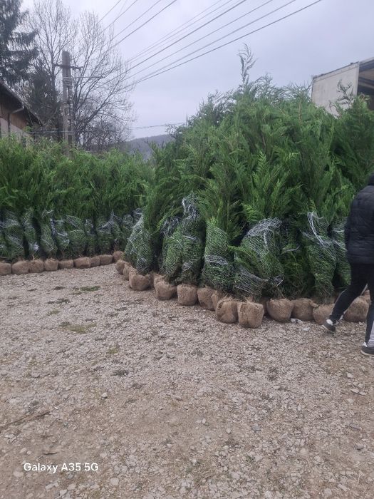 Tuia leylandii chiparos la oferta