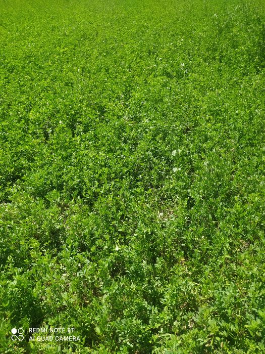 Yer uchastkasi sotiladi